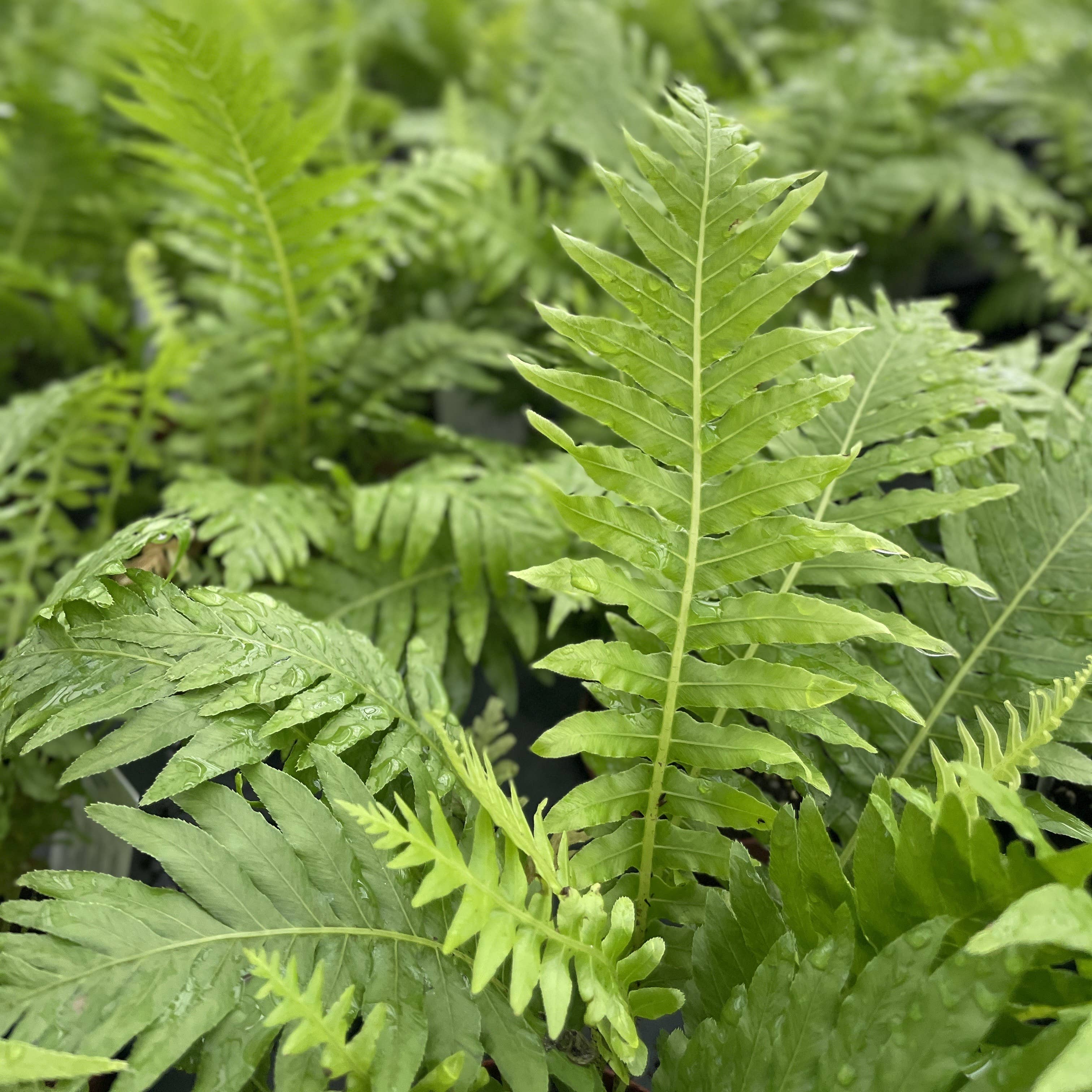 Silver Lady Tree Fern (Blechnum gibbum) 4" plant with vibrant, textured green fronds. Perfect for medium light and shady spaces.