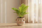 Silver Lady Tree Fern (Blechnum gibbum) 4" plant with vibrant, textured green fronds. Perfect for medium light and shady spaces.