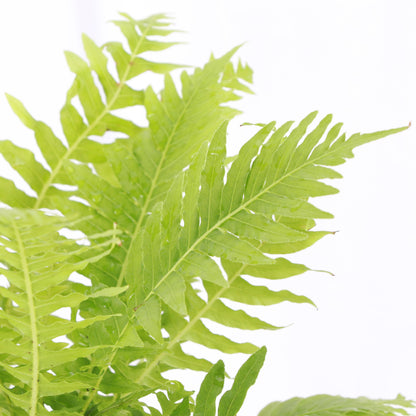 Silver Lady Tree Fern (Blechnum gibbum) 4" plant with vibrant, textured green fronds. Perfect for medium light and shady spaces.