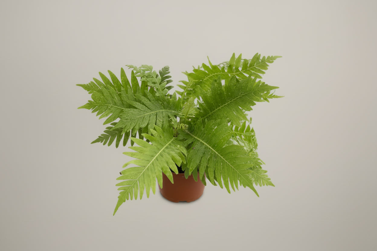 Silver Lady Tree Fern (Blechnum gibbum) 4" plant with vibrant, textured green fronds. Perfect for medium light and shady spaces.