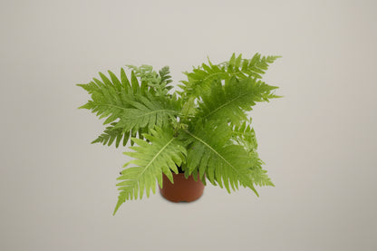 Silver Lady Tree Fern (Blechnum gibbum) 4" plant with vibrant, textured green fronds. Perfect for medium light and shady spaces.