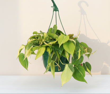 Silver Stripe Philodendron, an elegant trailing houseplant with shimmering silver variegation and lush cascading vines in an 8-inch hanging basket.