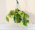 Silver Stripe Philodendron, an elegant trailing houseplant with shimmering silver variegation and lush cascading vines in an 8-inch hanging basket.
