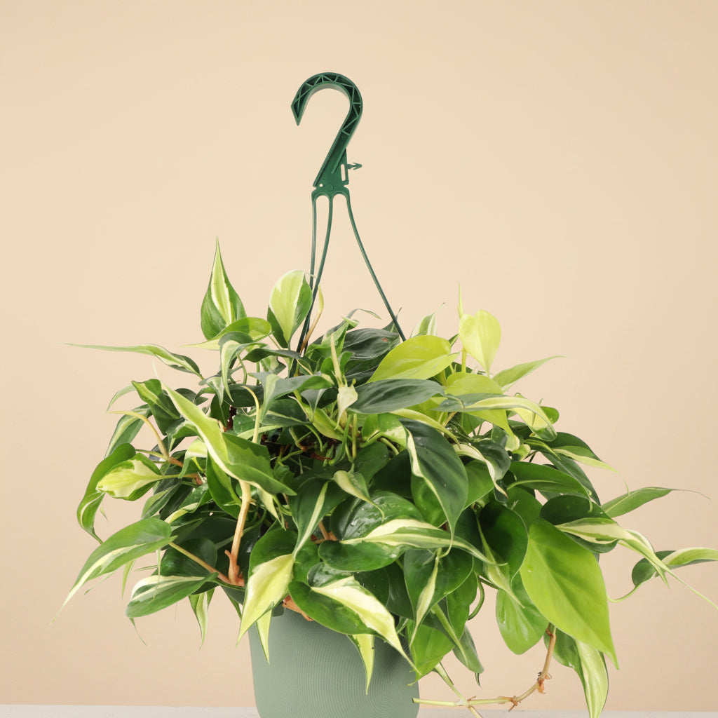 Silver Stripe Philodendron, an elegant trailing houseplant with shimmering silver variegation and lush cascading vines in an 8-inch hanging basket.