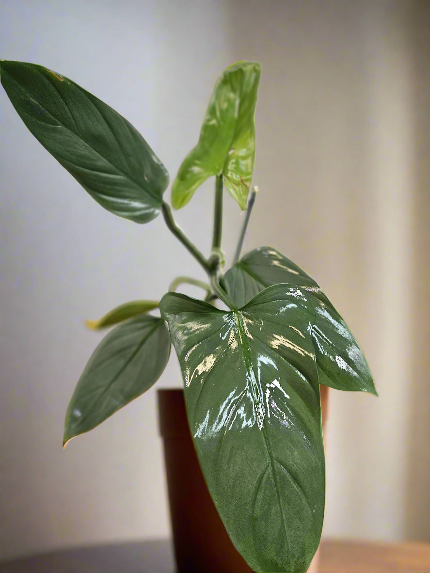 The Silver Sword Philodendron (Philodendron hastatum) features sleek, silver-blue leaves and grows quickly with the support of a trellis or moss pole. It thrives in bright, indirect light, moderate humidity, and well-draining soil. Easy to care for, this fast-growing climber adds modern elegance to indoor spaces.