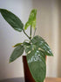The Silver Sword Philodendron (Philodendron hastatum) features sleek, silver-blue leaves and grows quickly with the support of a trellis or moss pole. It thrives in bright, indirect light, moderate humidity, and well-draining soil. Easy to care for, this fast-growing climber adds modern elegance to indoor spaces.