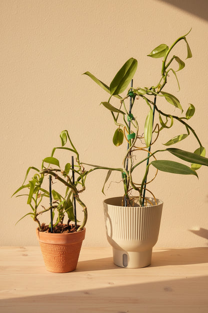 The Silver Sword Philodendron (Philodendron hastatum) features sleek, silver-blue leaves and grows quickly with the support of a trellis or moss pole. 