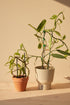 The Silver Sword Philodendron (Philodendron hastatum) features sleek, silver-blue leaves and grows quickly with the support of a trellis or moss pole. 