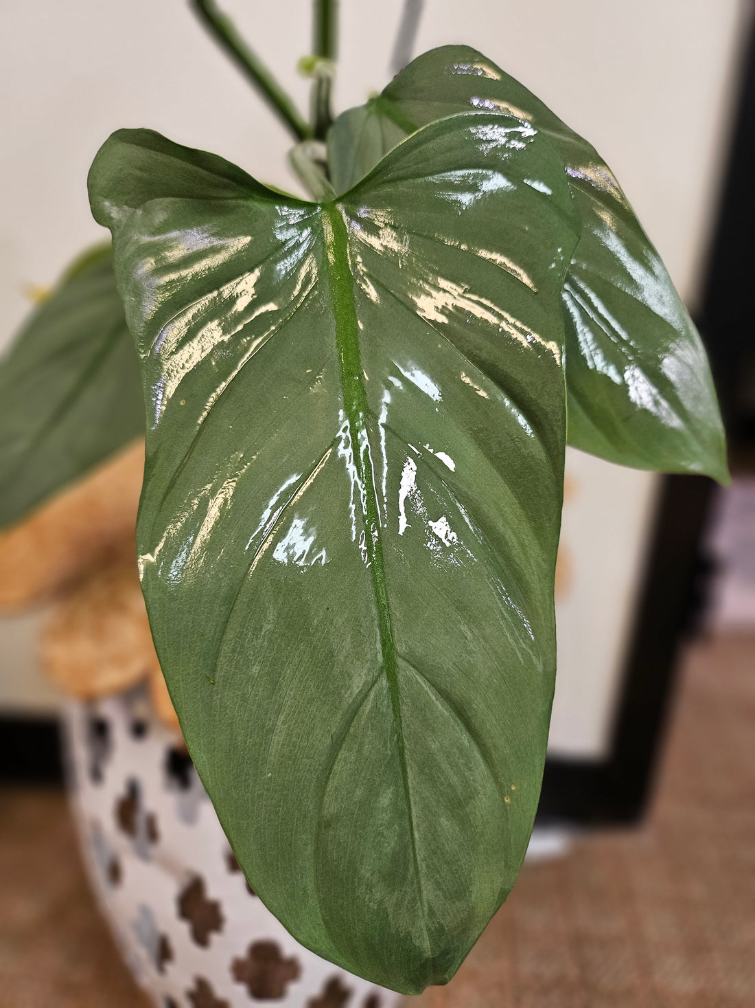 The Silver Sword Philodendron (Philodendron hastatum) features sleek, silver-blue leaves and grows quickly with the support of a trellis or moss pole. It thrives in bright, indirect light, moderate humidity, and well-draining soil. Easy to care for, this fast-growing climber adds modern elegance to indoor spaces.