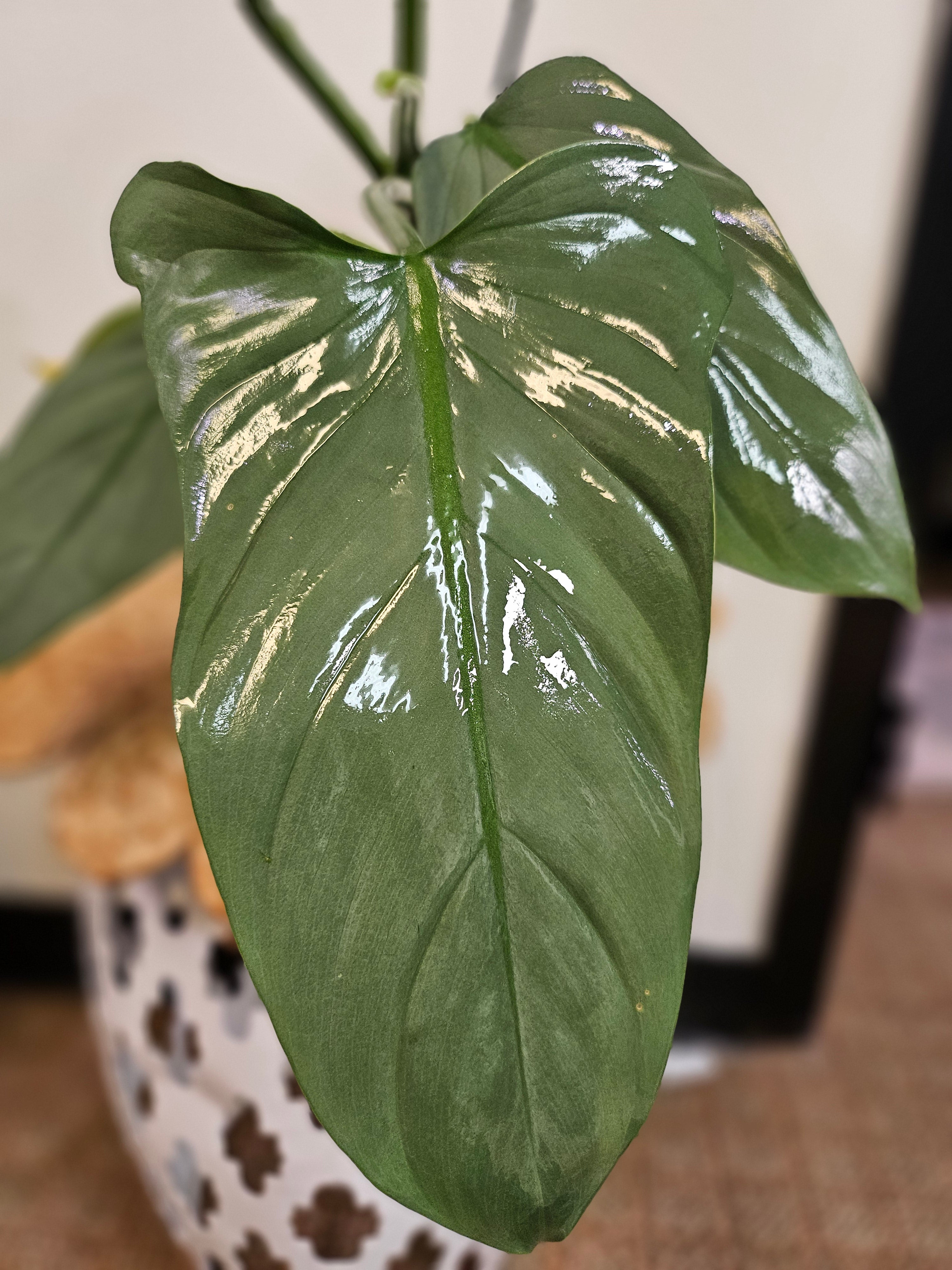 The Silver Sword Philodendron (Philodendron hastatum) features sleek, silver-blue leaves and grows quickly with the support of a trellis or moss pole. It thrives in bright, indirect light, moderate humidity, and well-draining soil. Easy to care for, this fast-growing climber adds modern elegance to indoor spaces.