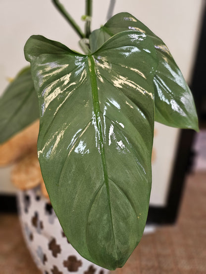 The Silver Sword Philodendron (Philodendron hastatum) features sleek, silver-blue leaves and grows quickly with the support of a trellis or moss pole. It thrives in bright, indirect light, moderate humidity, and well-draining soil. Easy to care for, this fast-growing climber adds modern elegance to indoor spaces.