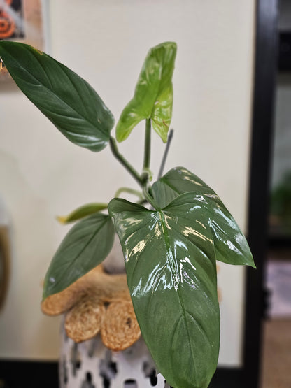 philodendron grey Silver Sword Philodendron 5" (Philodendron hastatum) – Jungle Relics