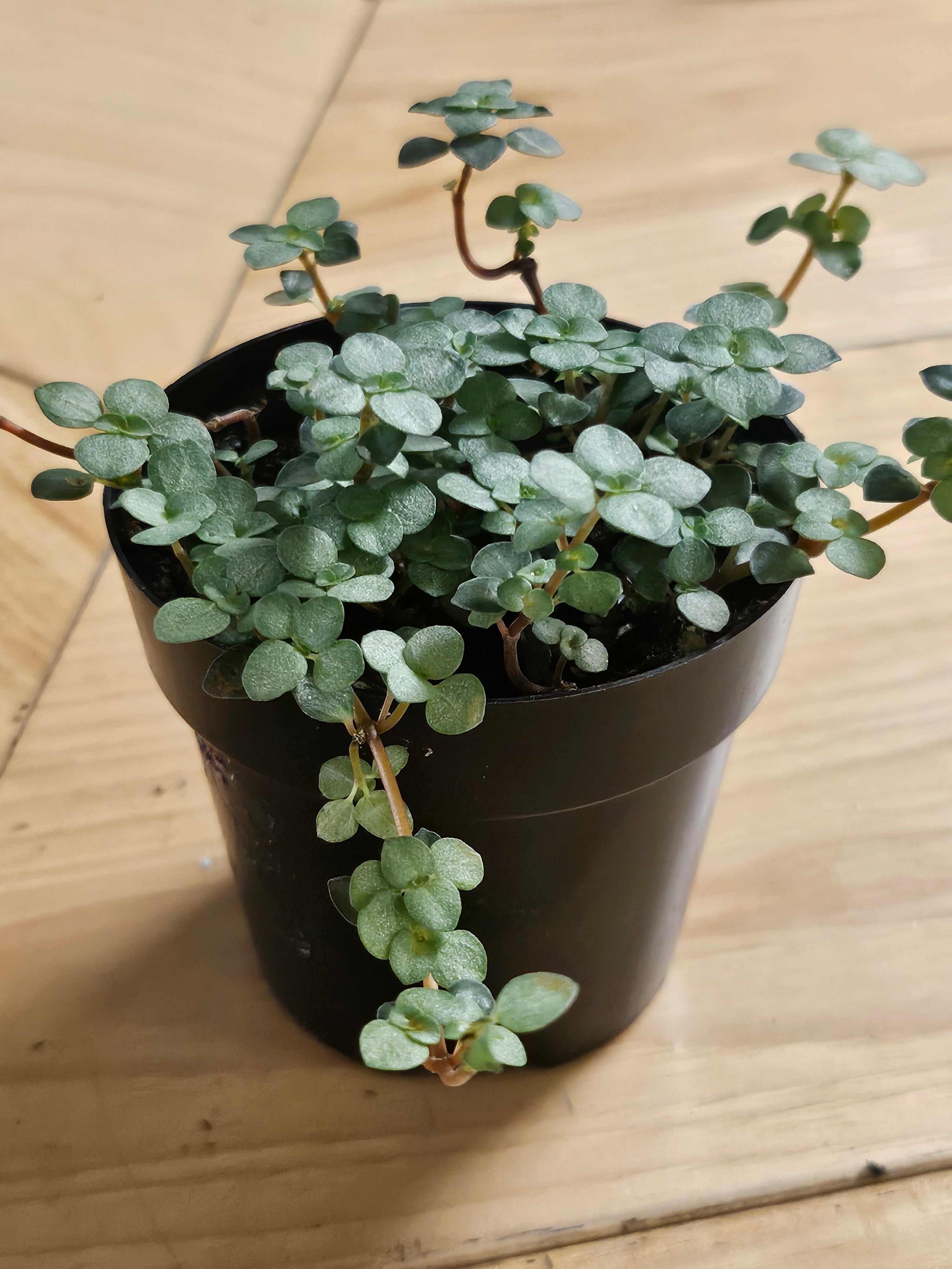 Pilea Plant Collection featuring playful leaf shapes and easy-care varieties. A curated mix of compact, pet-friendly houseplants perfect for shelves and gifts.
