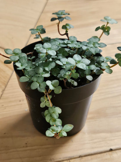 Pilea Plant Collection featuring playful leaf shapes and easy-care varieties. A curated mix of compact, pet-friendly houseplants perfect for shelves and gifts.