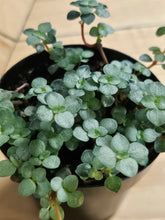Pilea Plant Collection featuring playful leaf shapes and easy-care varieties. A curated mix of compact, pet-friendly houseplants perfect for shelves and gifts.