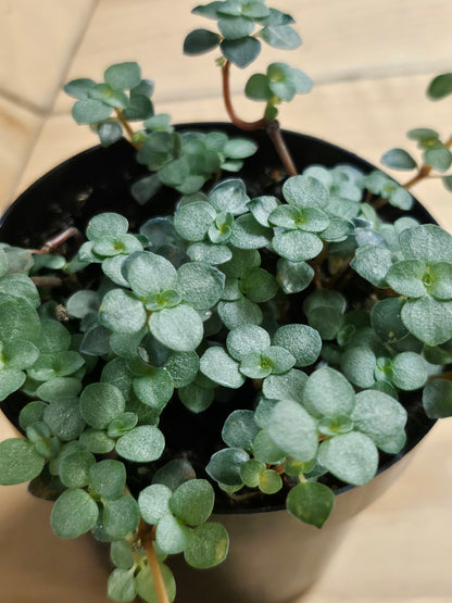 Pilea Plant Collection featuring playful leaf shapes and easy-care varieties. A curated mix of compact, pet-friendly houseplants perfect for shelves and gifts.