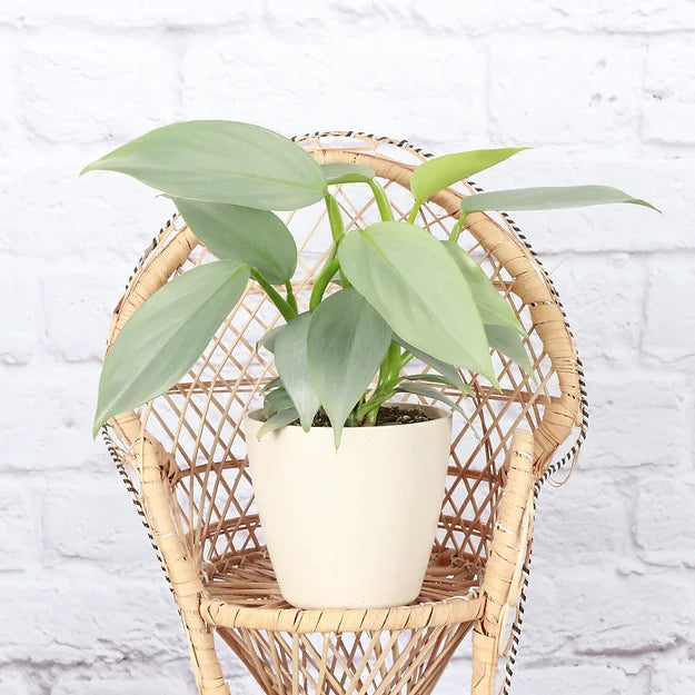 The Silver Sword Philodendron (Philodendron hastatum) features sleek, silver-blue leaves and grows quickly with the support of a trellis or moss pole. It thrives in bright, indirect light, moderate humidity, and well-draining soil. Easy to care for, this fast-growing climber adds modern elegance to indoor spaces.
