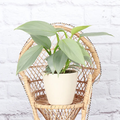 The Silver Sword Philodendron (Philodendron hastatum) features sleek, silver-blue leaves and grows quickly with the support of a trellis or moss pole. It thrives in bright, indirect light, moderate humidity, and well-draining soil. Easy to care for, this fast-growing climber adds modern elegance to indoor spaces.