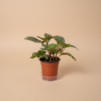 Sinbad Pink Angel Wing Begonia, a charming flowering houseplant with silver-speckled leaves and soft pink blooms for indoor jungles.