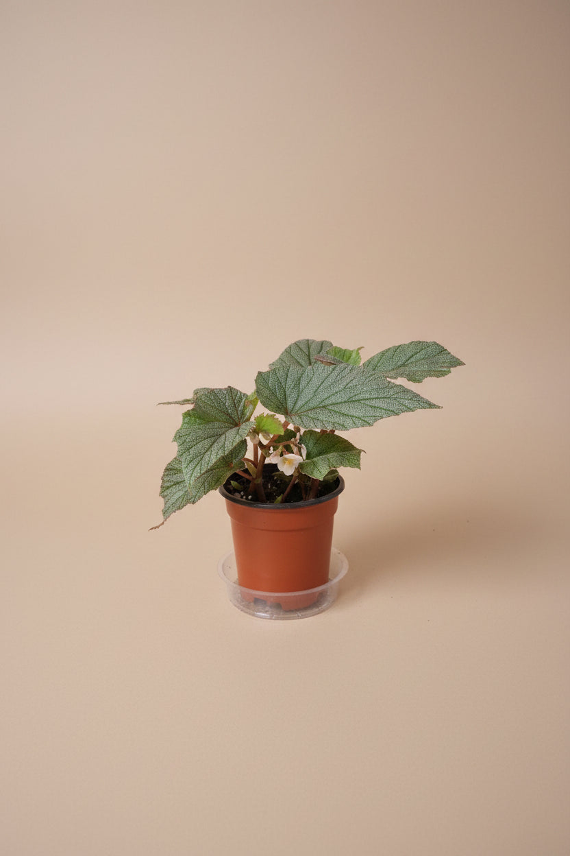 Sinbad Pink Angel Wing Begonia, a charming flowering houseplant with silver-speckled leaves and soft pink blooms for indoor jungles.