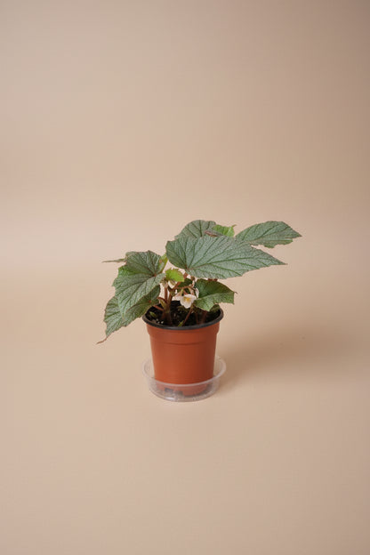 Sinbad Pink Angel Wing Begonia, a charming flowering houseplant with silver-speckled leaves and soft pink blooms for indoor jungles.