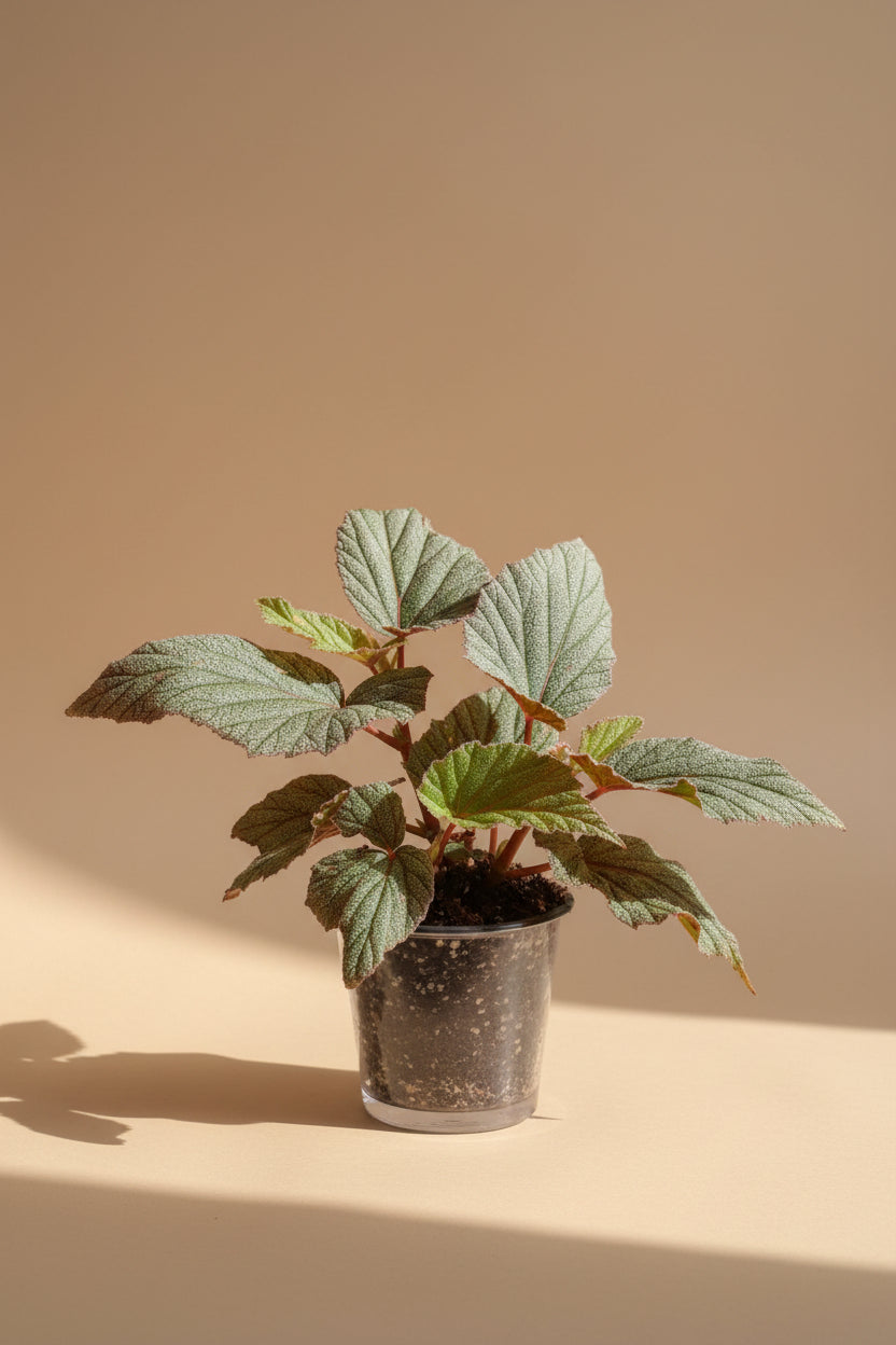 Sinbad Pink Angel Wing Begonia, a charming flowering houseplant with silver-speckled leaves and soft pink blooms for indoor jungles.