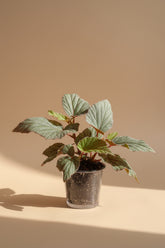 Sinbad Pink Angel Wing Begonia, a charming flowering houseplant with silver-speckled leaves and soft pink blooms for indoor jungles.