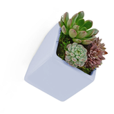 Sky Blue ceramic wall planter for succulents, air plants, and 3" pots. Modern wall-mounted design adds bright, space-saving style to any indoor plant display.