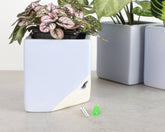 Sky Blue ceramic wall planter for succulents, air plants, and 3" pots. Modern wall-mounted design adds bright, space-saving style to any indoor plant display.