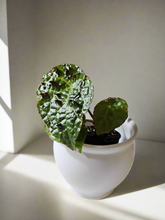 The Begonia ferox is a rare, exotic plant native to Guangxi, China, prized for its asymmetrical, glossy green leaves covered with black bullae tipped with fine hairs. It produces small white flowers and thrives in bright, indirect light with high humidity. Perfect for collectors, it adds a unique, textured charm to any space.