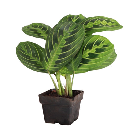 The Lemon Lime Prayer Plant features vibrant lime-green striped leaves that fold at night. Pet-safe and easy to care for, it thrives in medium to bright indirect light and loves humidity. Perfect for hanging baskets, this chill, trailing plant adds tropical charm to any space with minimal effort.