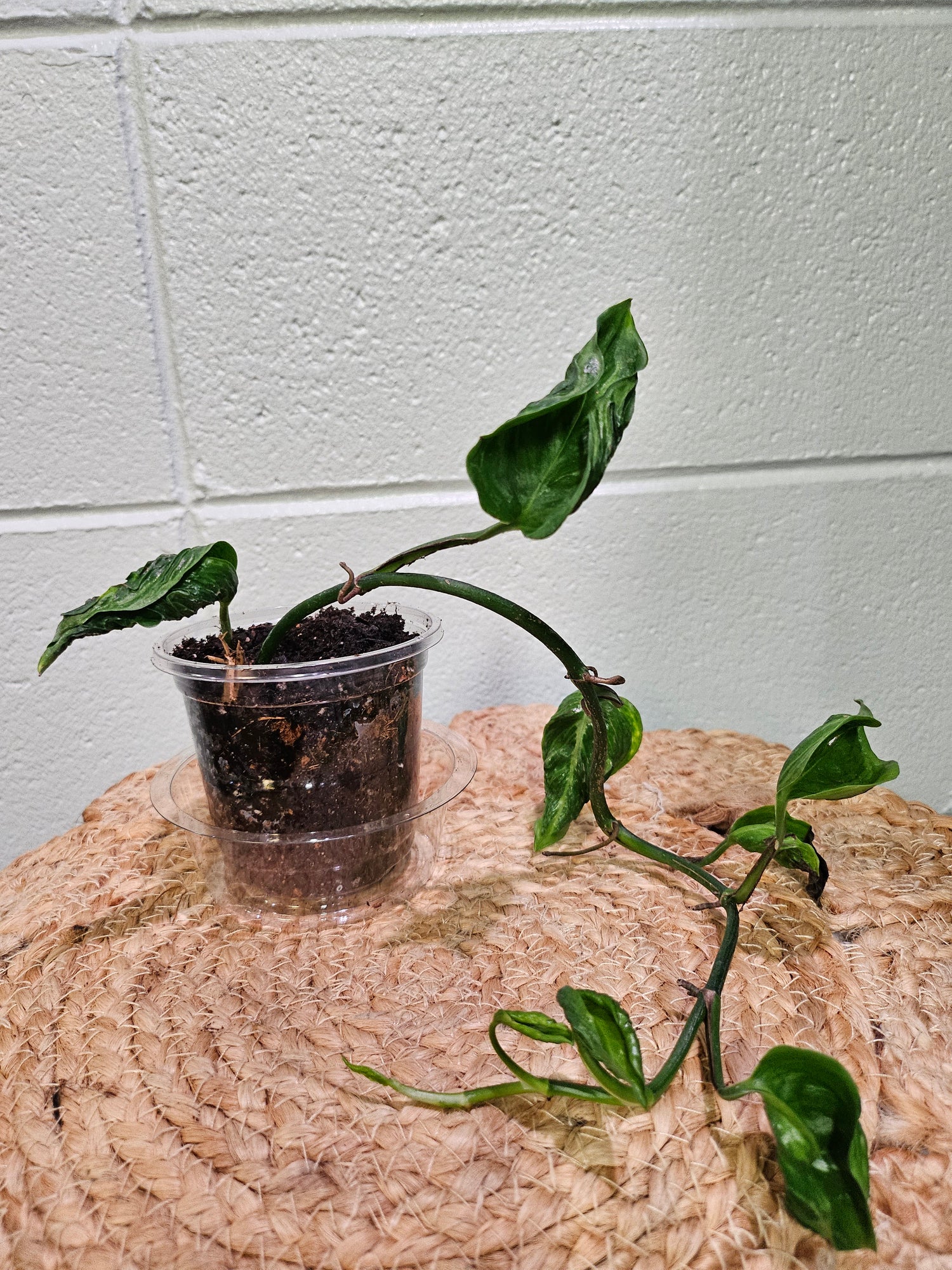 The rare Pothos &