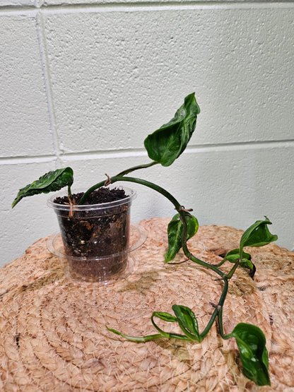The rare Pothos &