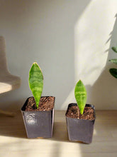 The Whale Fin Snake Plant is perfect for those seeking a hardy, low-maintenance plant with unique, statement-making leaves. Add this drought-tolerant beauty to your home and enjoy its minimal care needs and striking form!