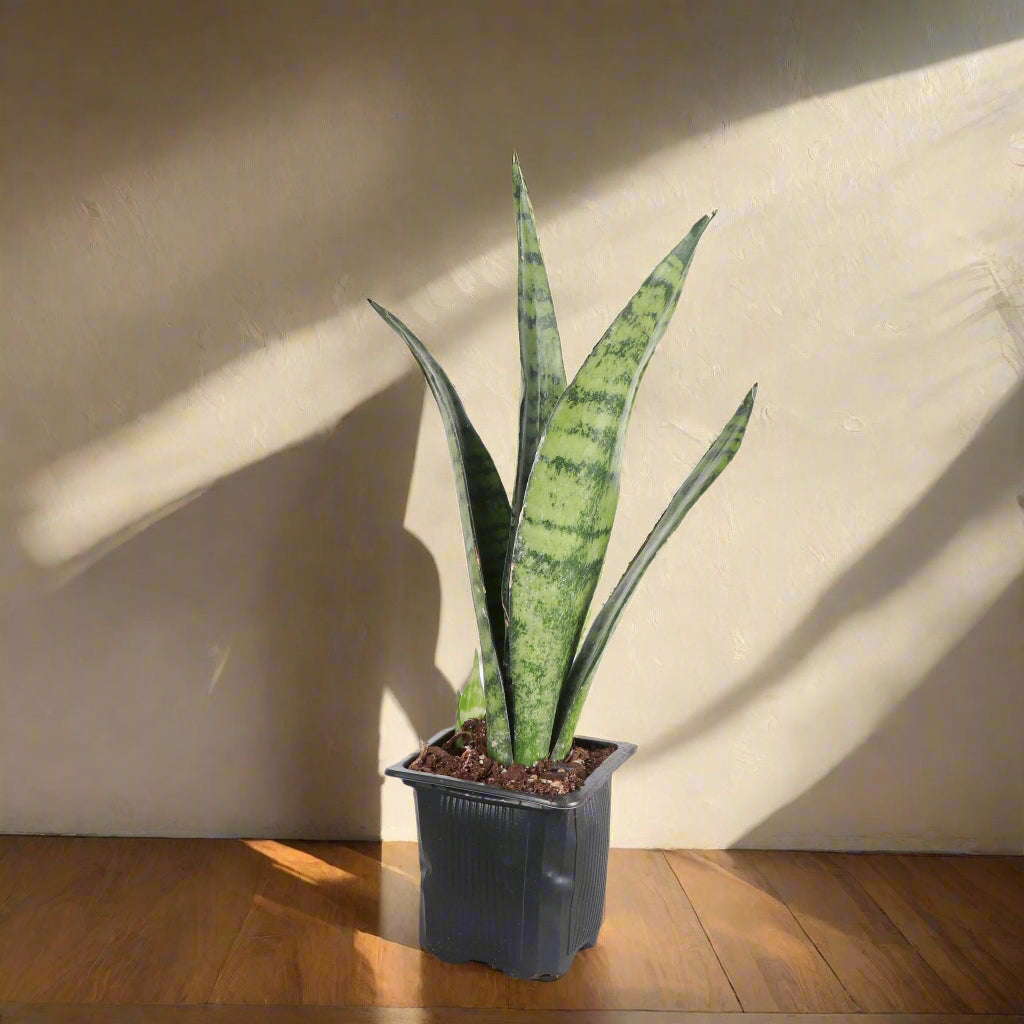 Snake Plant ‘Zeylanica’ with deep green leaves and soft striations. A hardy, low-maintenance houseplant that thrives in low to bright light. Air purifying.