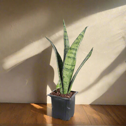 Snake Plant ‘Zeylanica’ with deep green leaves and soft striations. A hardy, low-maintenance houseplant that thrives in low to bright light. Air purifying.