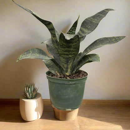 Snake Plant ‘Zeylanica’ with deep green leaves and soft striations. A hardy, low-maintenance houseplant that thrives in low to bright light. Air purifying.