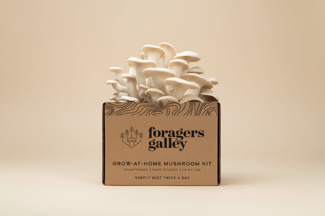 Grow gourmet Snow Oyster mushrooms at home with this easy, beginner-friendly kit. Includes a 6 lb block for high yields, multiple flushes, and guaranteed results.