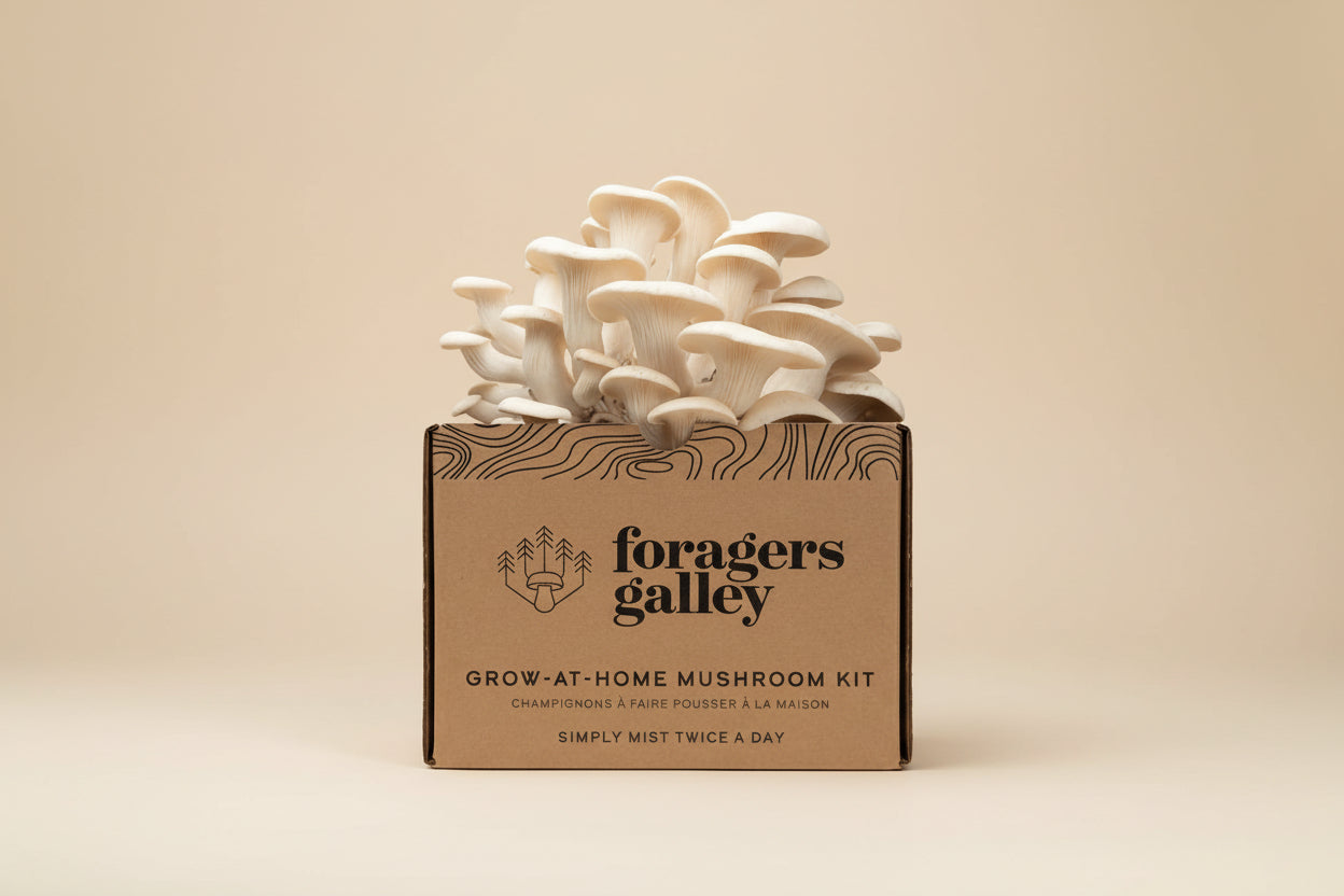 Grow gourmet Snow Oyster mushrooms at home with this easy, beginner-friendly kit. Includes a 6 lb block for high yields, multiple flushes, and guaranteed results.