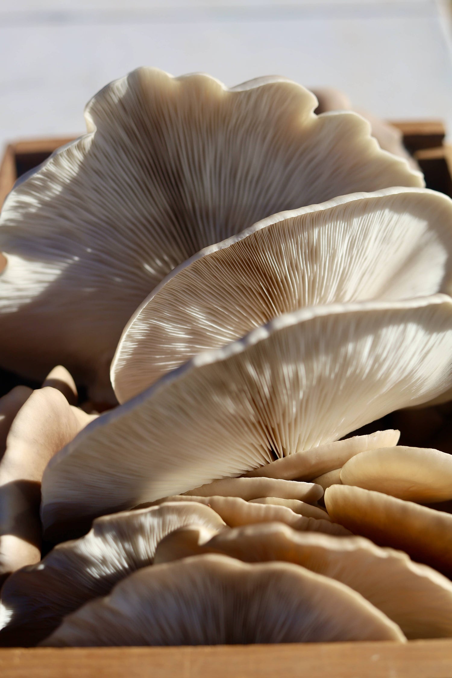 Grow gourmet Snow Oyster mushrooms at home with this easy, beginner-friendly kit. Includes a 6 lb block for high yields, multiple flushes, and guaranteed results.