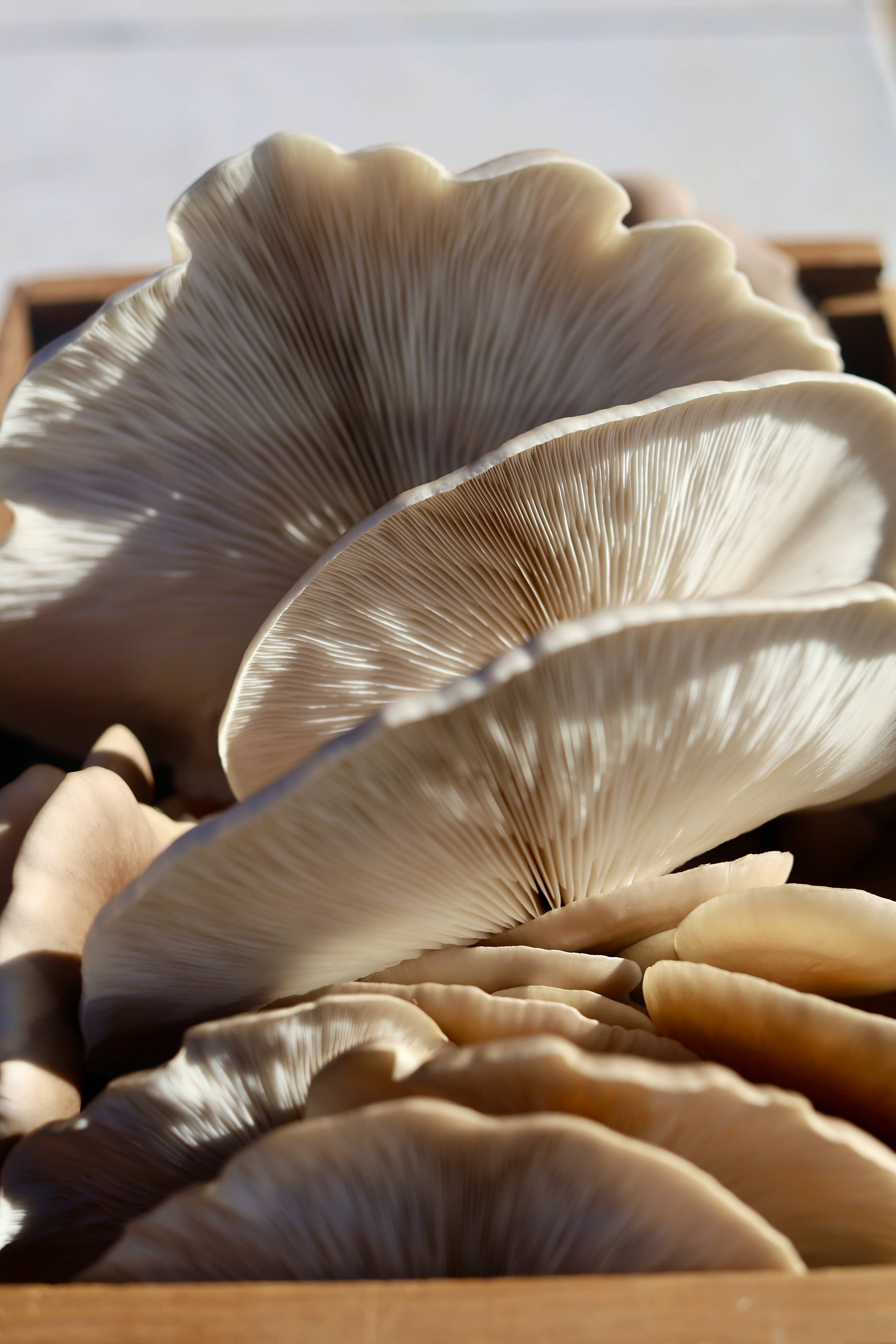Grow gourmet Snow Oyster mushrooms at home with this easy, beginner-friendly kit. Includes a 6 lb block for high yields, multiple flushes, and guaranteed results.