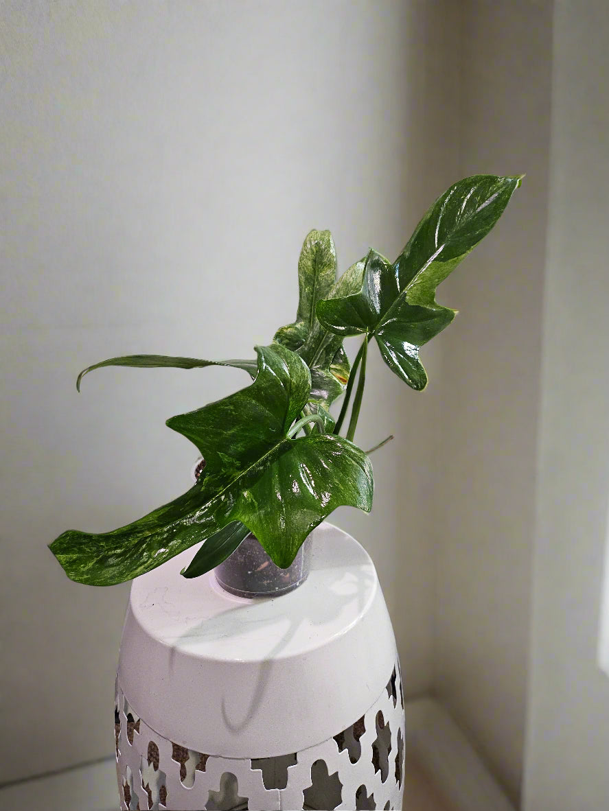 The Splash Gordon Philodendron stuns with bold, silver-splashed leaves and funky lobes. Rare, fast-growing, and dramatic—an indoor jungle showstopper