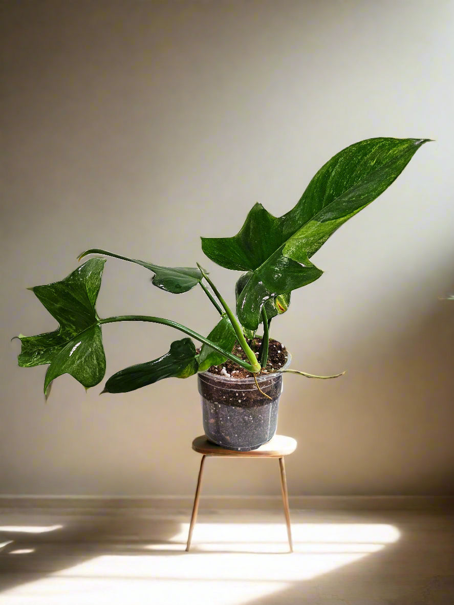 The Splash Gordon Philodendron stuns with bold, silver-splashed leaves and funky lobes. Rare, fast-growing, and dramatic—an indoor jungle showstopper