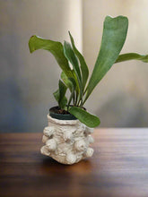 Bring tropical beauty into your home or garden with the striking Staghorn Fern (Platycerium bifurcatum), known for its antler-like fronds and unique ability to attach to trees. Perfect for USDA zone 9a and warmer, it thrives indoors and outdoors in dappled light or indoors as a low-maintenance.