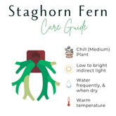 Bring tropical beauty into your home or garden with the striking Staghorn Fern (Platycerium bifurcatum), known for its antler-like fronds and unique ability to attach to trees. Perfect for USDA zone 9a and warmer, it thrives indoors and outdoors in dappled light or indoors as a low-maintenance.