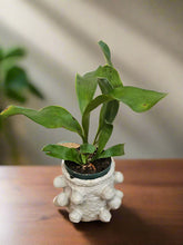 Bring tropical beauty into your home or garden with the striking Staghorn Fern (Platycerium bifurcatum), known for its antler-like fronds and unique ability to attach to trees. Perfect for USDA zone 9a and warmer, it thrives indoors and outdoors in dappled light or indoors as a low-maintenance.