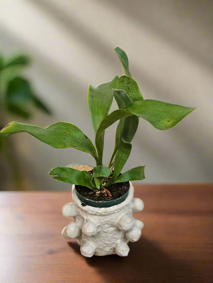 Bring tropical beauty into your home or garden with the striking Staghorn Fern (Platycerium bifurcatum), known for its antler-like fronds and unique ability to attach to trees. Perfect for USDA zone 9a and warmer, it thrives indoors and outdoors in dappled light or indoors as a low-maintenance.