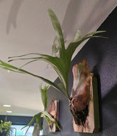 Bring tropical beauty into your home or garden with the striking Staghorn Fern (Platycerium bifurcatum), known for its antler-like fronds and unique ability to attach to trees. Perfect for USDA zone 9a and warmer, it thrives indoors and outdoors in dappled light or indoors as a low-maintenance.