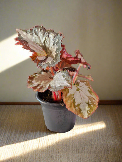 Begonia &