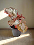 Begonia &